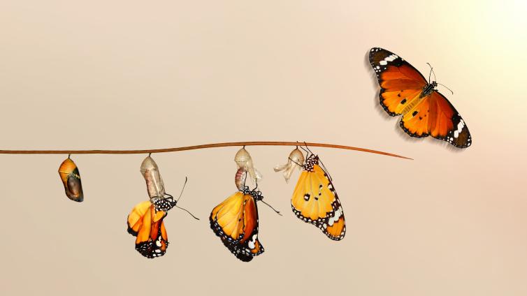 5 stages of a hatching butterfly, hanging on a thin branch, from chrysalis to adult butterfly 