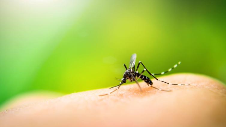 Close-up of mosquito on skin against blurred green background